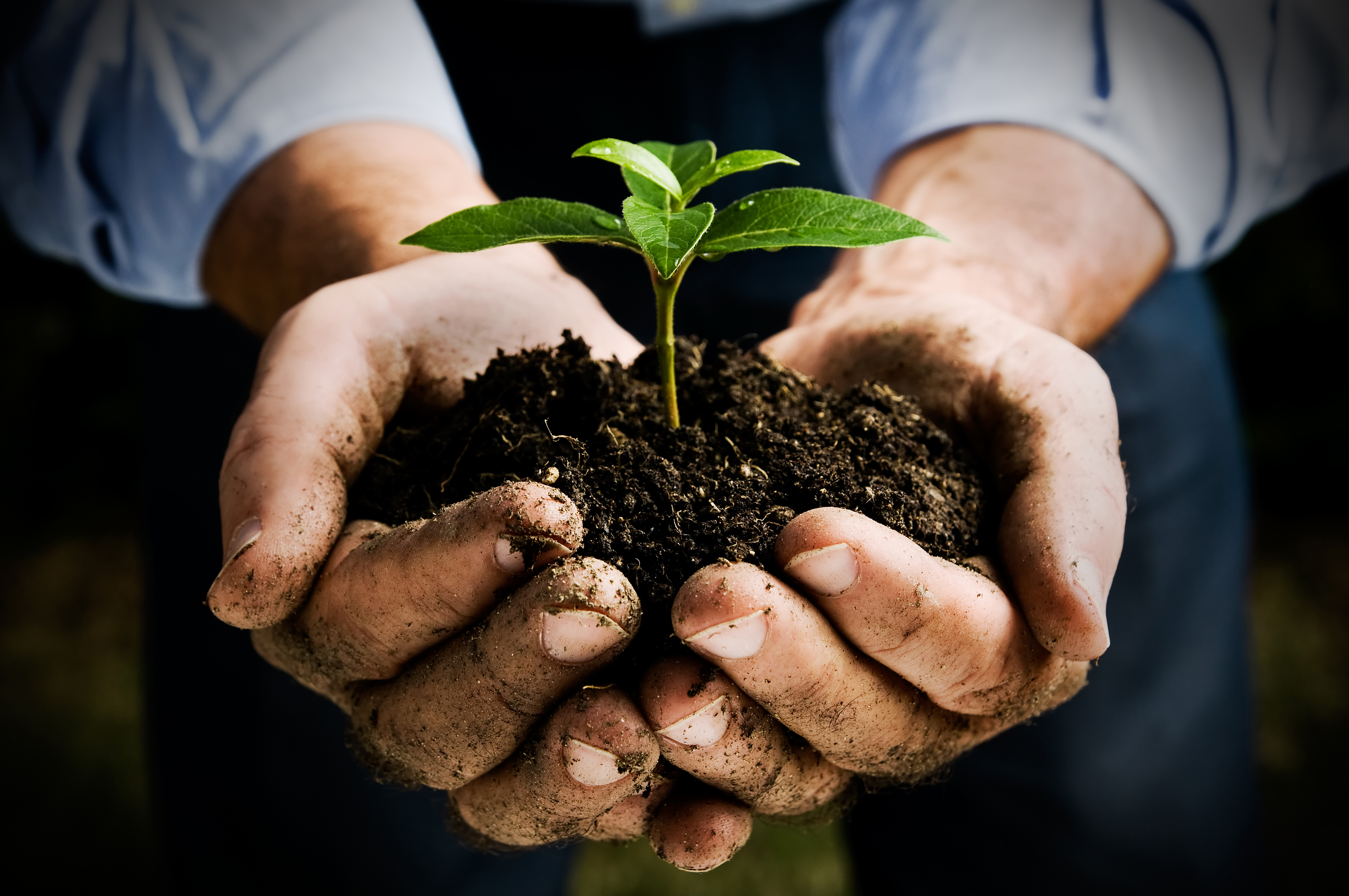 Рациональное использование экология. Растение в руках человека. Почва в руках. Саженец в руках. Растение в ладонях.